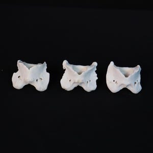 Pair of weathered Atlas Bones!