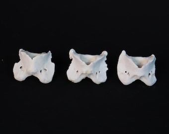ドブネズミの頭蓋骨。本物の頭蓋骨。齧歯動物。ネズミ。骨。 - Etsy 日本