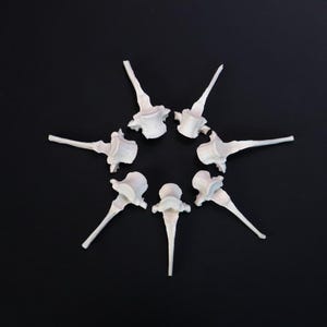 Lot of 7 vertebrae bones!
