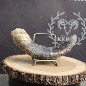 Cow Horn!