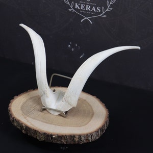 Partial Goat Skull!