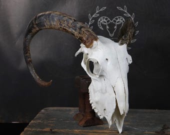 Goat Skull!