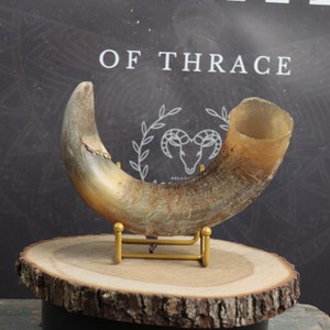 Big Curvy Cow Horn!
