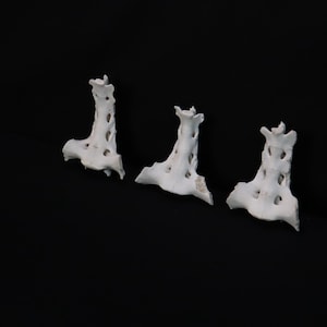 Lot of 3 weathered Sacrum Bones!