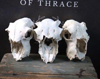 ¡Lote de 3 calaveras de oveja!