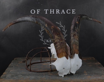 Partial Goat Skull!