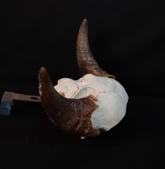 アルミ カウスカル バッファロー頭蓋骨 BUFFALO SKULL
