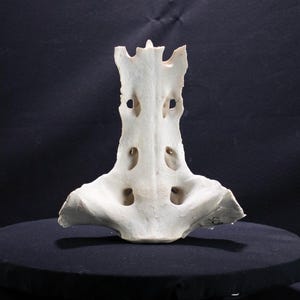 Huge Cow Sacrum Bone!