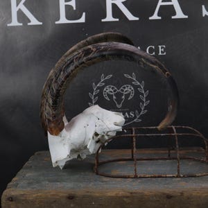 Goat Horns!