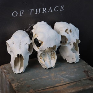 Lot of 3 Sheep Skulls!