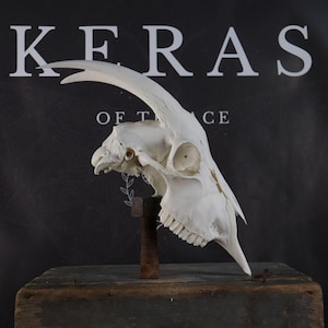 Goat Skull!