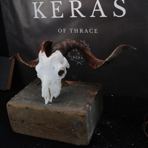 Impressive Goat Skull!
