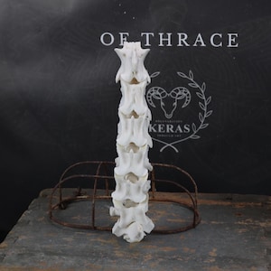 Weathered Goat Spine!