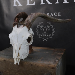 Goat Skull!