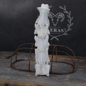 Partial Goat Spine!