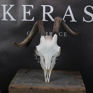 Greek Skull with Beautiful Horns!