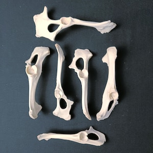 Lot of 6 Pelvis Bones!