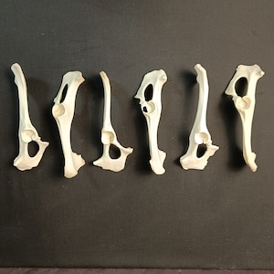 Lot of 6 Pelvis Bones!