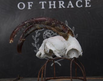 Weathered Partial Goat Skull!