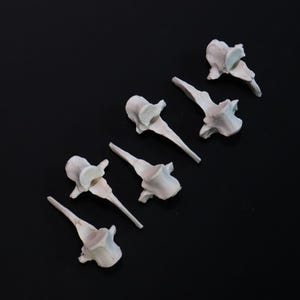 Lot of 6 vertebrae bones!
