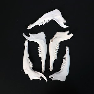 Lot of 5 Goat mandibles!