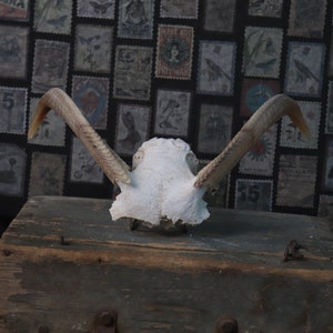 Partial Goat Skull!