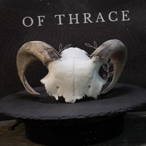 May include: A white ram skull featuring large, curved, textured horns with dark brown and grey coloration. The skull is positioned centrally, displaying a detailed bone structure and natural surface markings. The text OF THRACE is visible.