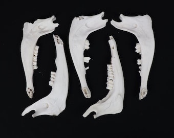 Lot of 5 Goat mandibles!
