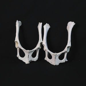 Pair of Pelvis Bones!