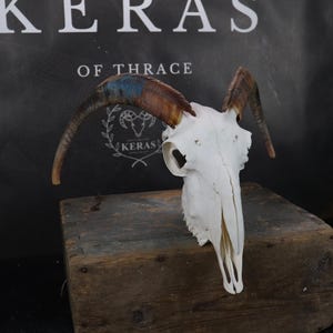 Goat skull!