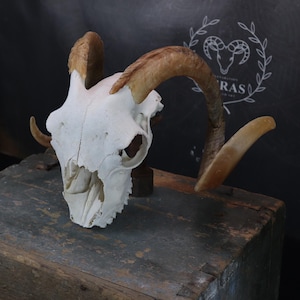 Goat Skull Curvy Horns!