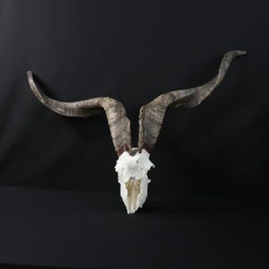 Impressive Goat Skull!