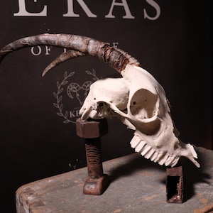 Greek Goat Skull!
