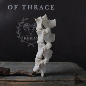Part of Goat Spine!