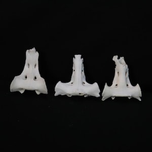 Lot of 3 weathered Sacrum Bones!
