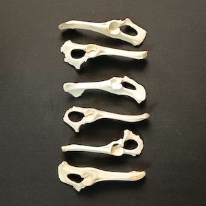 Lot of 6 Pelvis Bones!