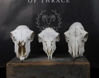 ¡Lote de 3 calaveras de oveja!