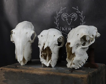 ¡Lote de 3 calaveras de oveja!