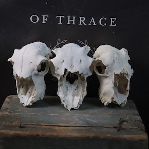 Lot of 3 Sheep Skulls!