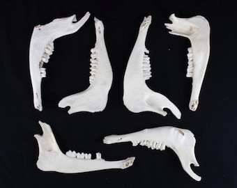 Lot of 6 Goat mandibles!