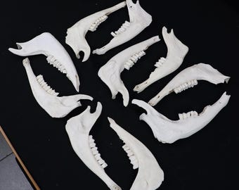 Lot of 9 weathered goat mandibles!
