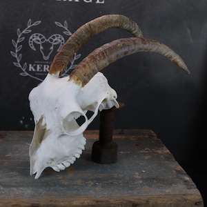 Goat Skull!
