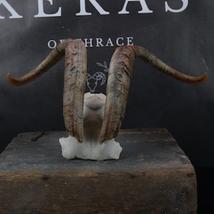 Partial Skull with Beautiful Horns!
