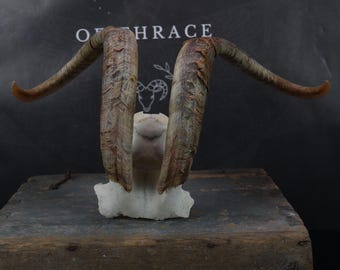 Partial Skull with Beautiful Horns!