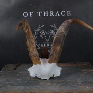 Real Goat Horns!