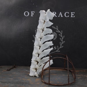 Partial Goat Spine!