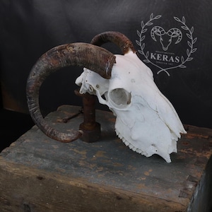 Goat Skull!