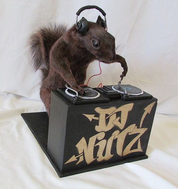 dj nutz free shipping taxidermy squirrel etsy