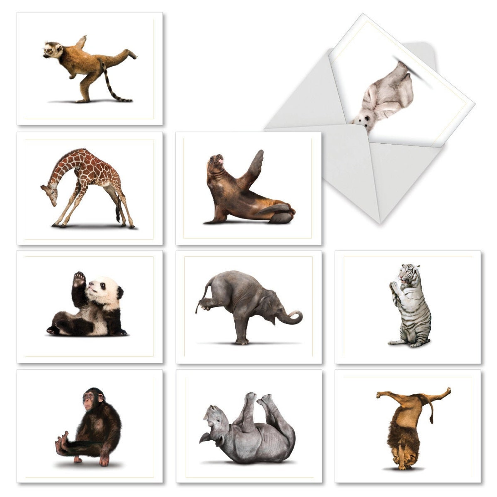 M6547OCB Zoo Yoga 10 Assorted Blank Alloccasion Note Cards Etsy