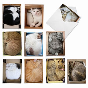 10 Assorted Blank All Occasions Notes Pack Set 4 x 5.12 Inch with Envelopes (10 Designs, 1 Each) Square Cats